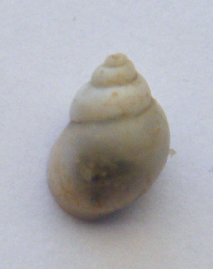 Gasteropode 6